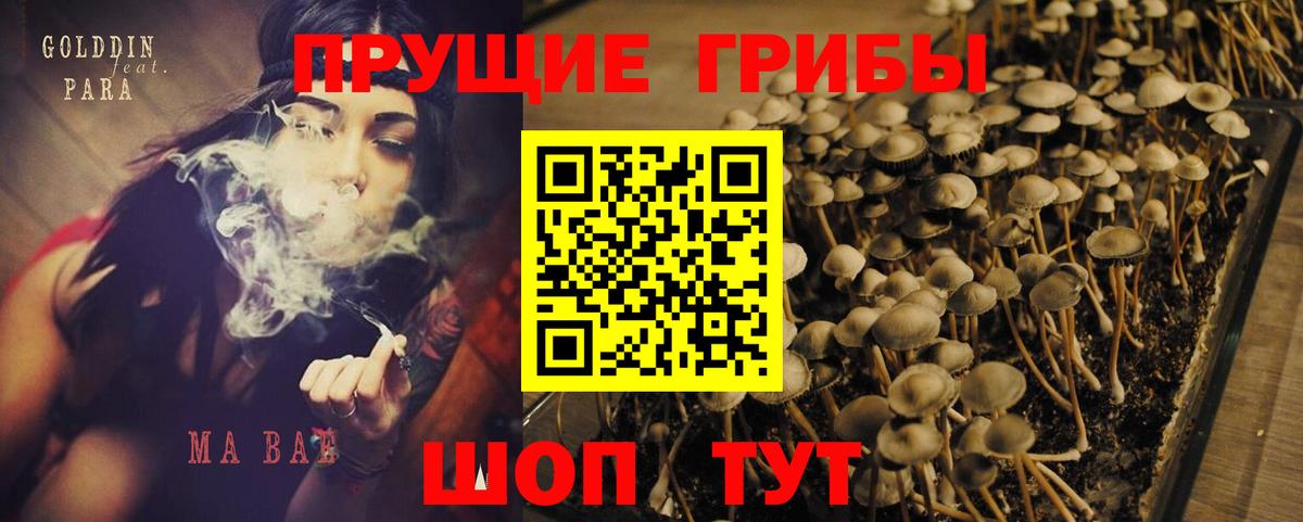 Псилоцибиновые грибы GOLDEN TEACHER Гай